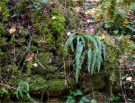2019_Cascade de Gourbachin