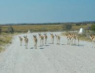 Faune Namibie