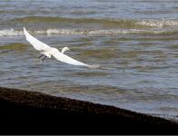 Aigrette garzette à Ste Maxime