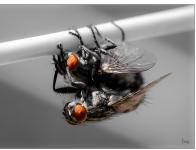 2020_Macro proxy