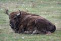 09 bison