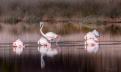 8-Flamants roses