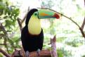 toucan