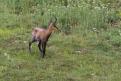 Chamois11
