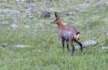 Chamois18