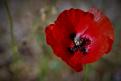coquelicot