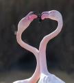 Flamants roses 10