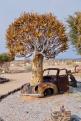 Arbres Namibie-7