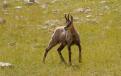 Chamois1