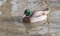 canard col vert