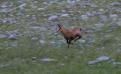 Chamois23