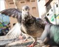 pigeon du Panier
