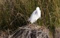 Aigrette