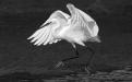 aigrette 1
