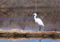 20-Aigrette