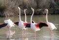 Flamants rose2