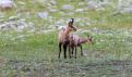 Chamois25