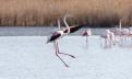 Flamants roses 5
