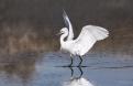 19-Aigrette