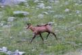 Chamois22