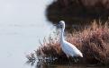 21-Aigrette