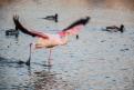 Flamant rose 2