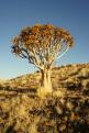 Arbres Namibie-4
