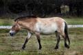 05 Cheval de Przewalski