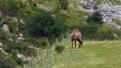 Chamois10