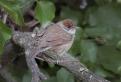 06-Fauvette femelle