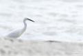 Aigrette garzette1