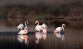 7-Flamants roses