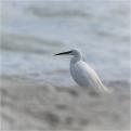 Aigrette garzette3