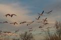flamants roses