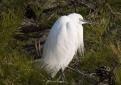 aigrette