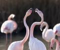 Flamants roses 11