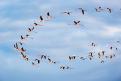 Flamants roses 5