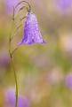 campanule pluie