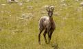 Chamois2