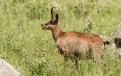 Chamois9