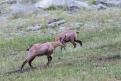 Chamois12