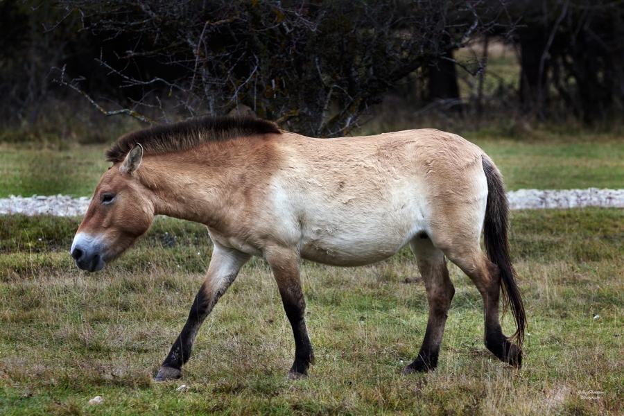05 Cheval de Przewalski