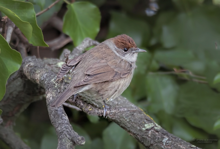 06-Fauvette femelle