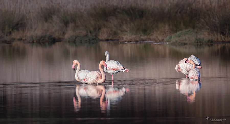 06-Flamant
