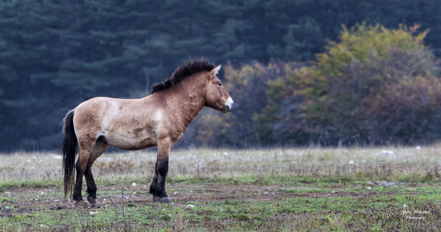 06 Cheval de Przewalski