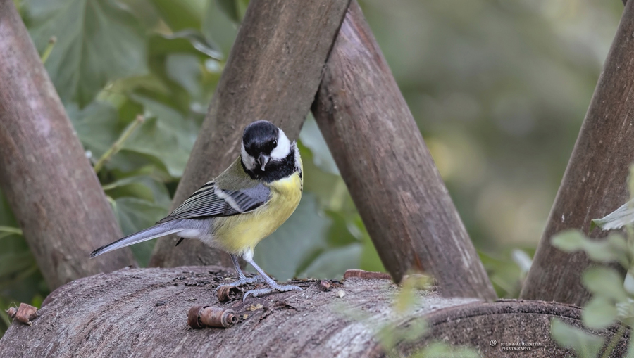 13-Mésange-Charbonnière