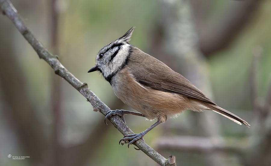 133-Mésange-Huppée