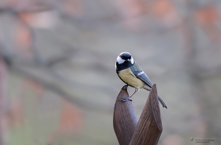 14-Mésange-Charbonnière