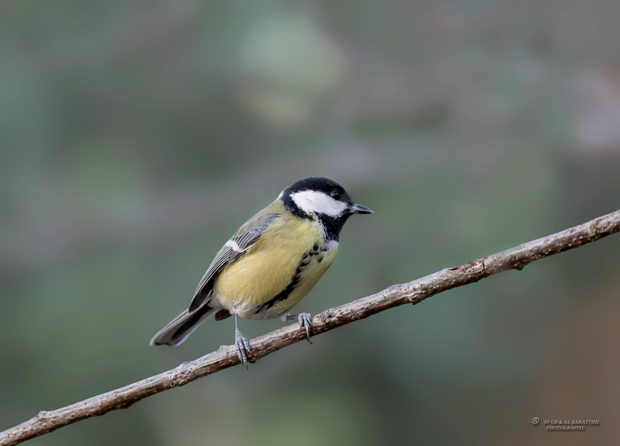 18-Mésange-Charbonnière