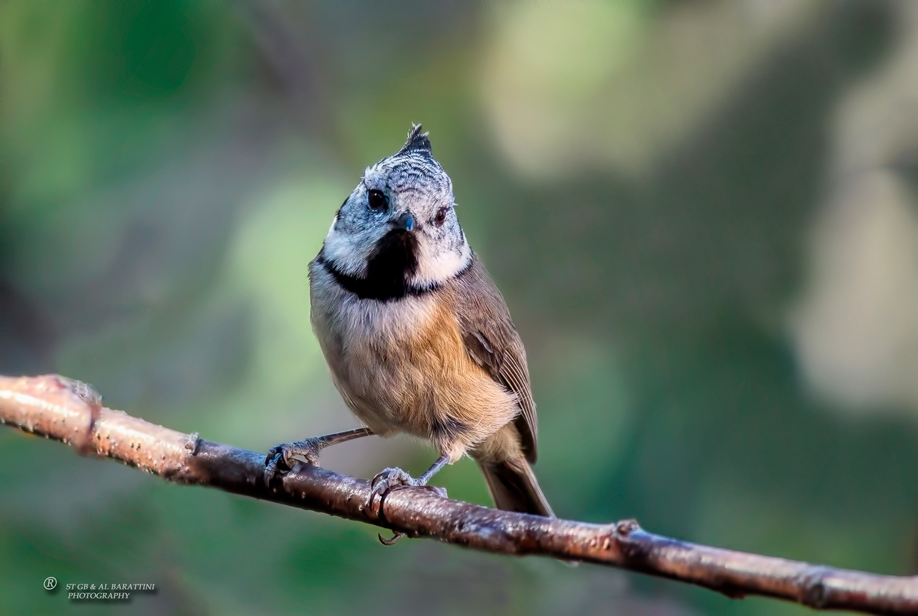 2-Mésange-Huppée